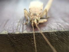 Gryllidae