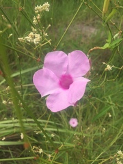 Rhabdadenia madida