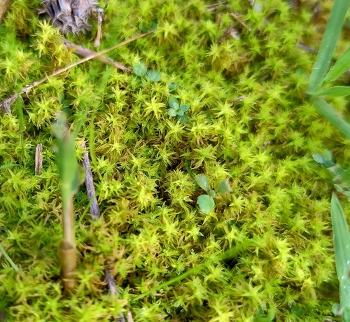Pleurochaete squarrosa observed 2026-10-23