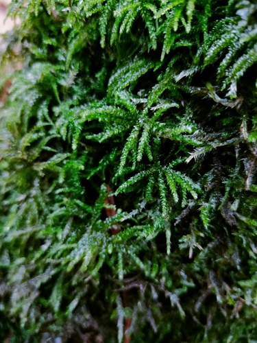 Eurhynchium angustirete observed 2026-10-23
