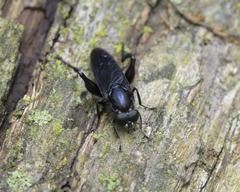 Chalcosyrphus chalybeus