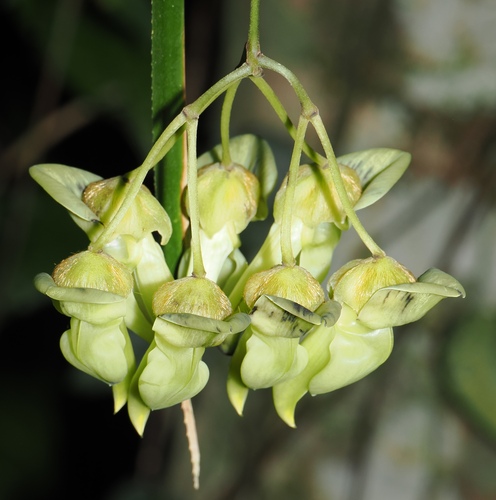 Mucuna gigantea observed 2026-10-11