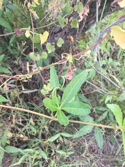 Cissus palmata