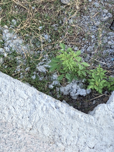 Vitex negundo observed 2026-10-23