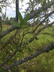 Cissus palmata