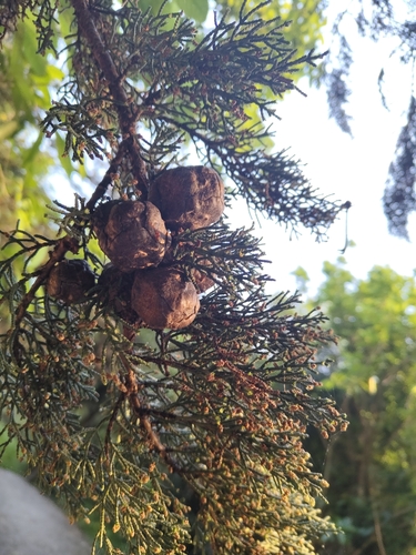 Cupressus macrocarpa observed 2026-10-23