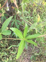 Cissus palmata