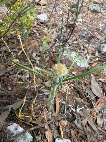 Euchiton sphaericus observed 2026-10-23