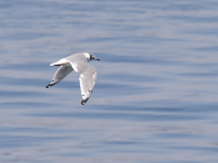 Leucophaeus pipixcan