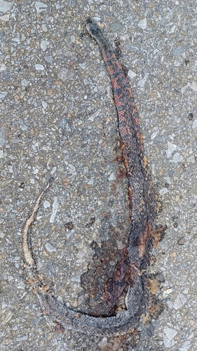 Xenochrophis trianguligerus observed 2026-09-06