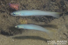 Ptereleotris microlepis