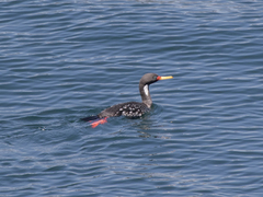 Poikilocarbo gaimardi