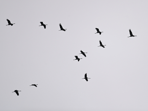 iNaturalist image