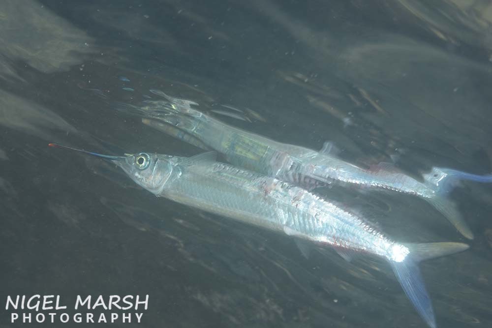 Three-By-Two Garfish