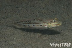 Valenciennea longipinnis