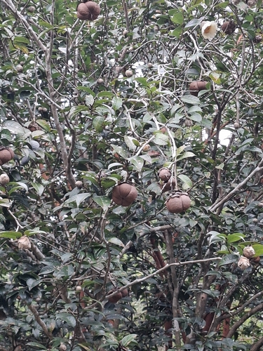 Camellia granthamiana observed 2026-10-17