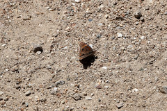 Junonia nigrosuffusa