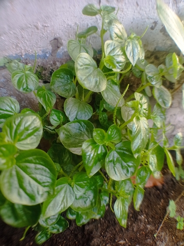 Peperomia pellucida observed 2026-10-23