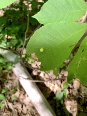 Phylloxera caryaeglobuli