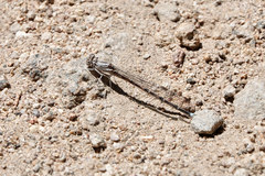 Argia munda
