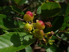 Davilla