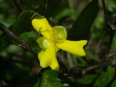 Davilla