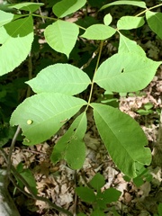 Phylloxera caryaeglobuli