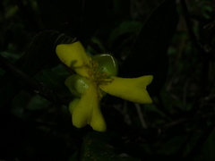 Davilla