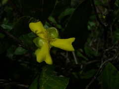 Davilla