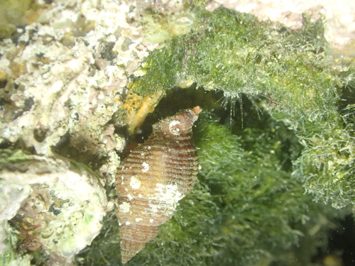 Ocinebrina aciculata observed 2026-10-17