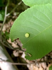 Phylloxera caryaeglobuli