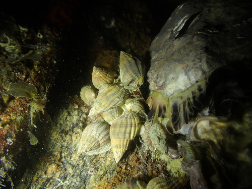 Tritia reticulata observed 2026-10-17