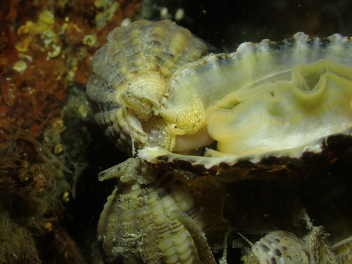 Tritia reticulata observed 2026-10-17
