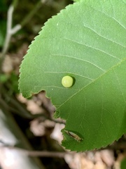 Phylloxera caryaeglobuli