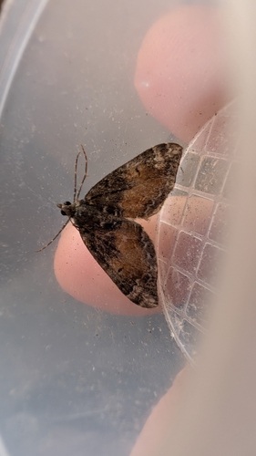 Hydriomena, 2026-10-23