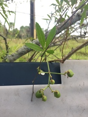 Cissus palmata