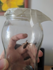 Menemerus semilimbatus