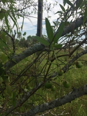 Cissus palmata