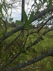 Cissus palmata