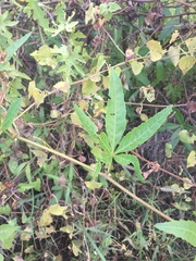 Cissus palmata