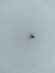 Menemerus semilimbatus