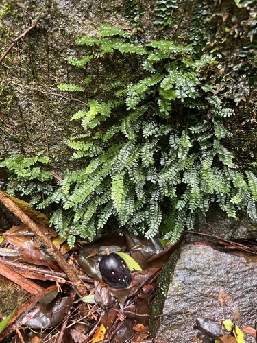 Arthropteris beckleri observed 2026-10-23