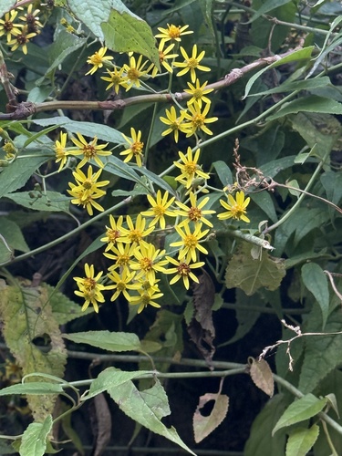 Senecio scandens observed 2026-10-23