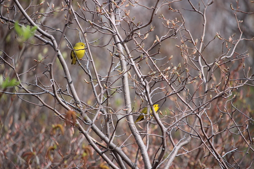 Newfoundland Yellow Warbler