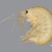 Gammaridae - Photo (c) Andrew Cannizzaro,  זכויות יוצרים חלקיות (CC BY), uploaded by Andrew Cannizzaro