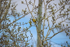 Setophaga petechia amnicola