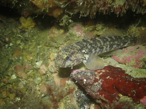 Gobius paganellus observed 2026-10-17