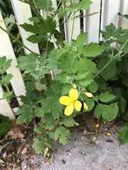 Chelidonium majus