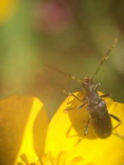 Grammoptera