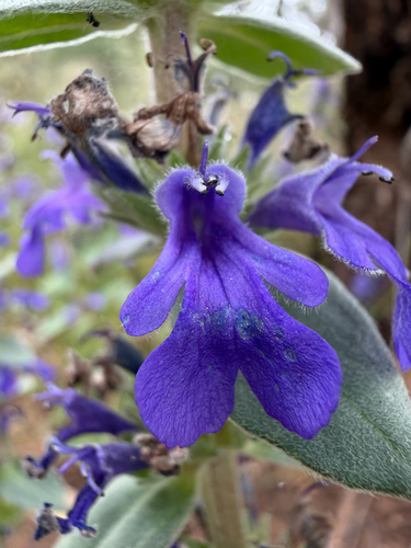 Ajuga australis observed 2026-10-23